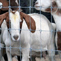 Venda 2x4 Bull Chicken Fence Fart Fence Cerca de cabra feita na China